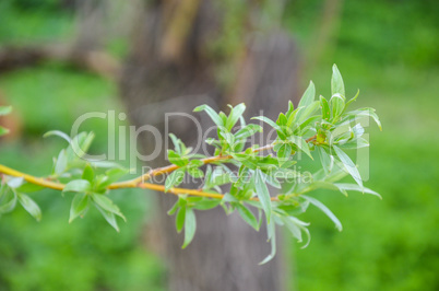 Willow green tree branches with leaves