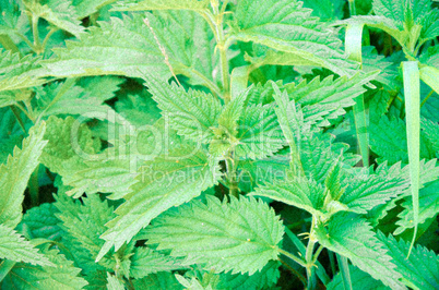 Lots of stinging nettles which have leaves