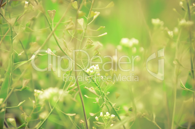 Capsella bursa-pastoris in summer city park.