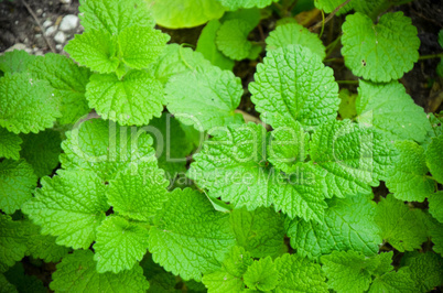The leaves of Lamium in the garden close-up