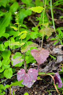 Plant with green and violet leaves