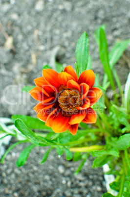 Gazania garden plant in flower.Bright yellow