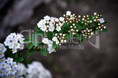 White Spirea Flowers On Bush At Spring.