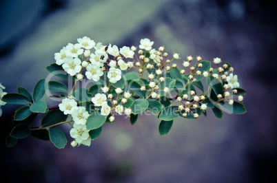 White Spirea Flowers On Bush At Spring.