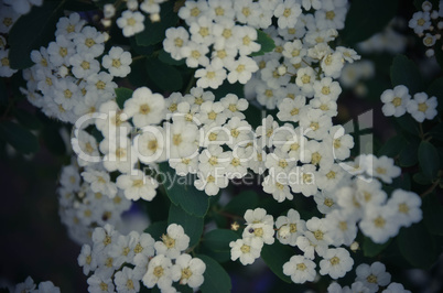 White Spirea Flowers On Bush At Spring.