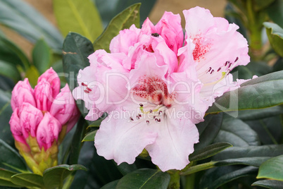 Rhododendron Kromlauer Parkperle