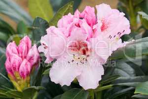 Rhododendron Kromlauer Parkperle