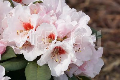 Rhododendron Osterschnee