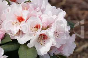 Rhododendron Osterschnee