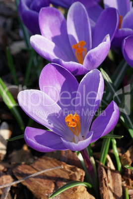 Krokus, Pflanzen des Frühlings