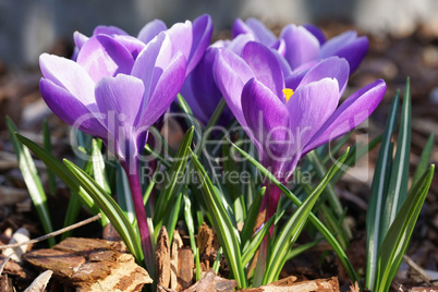 Krokus, Pflanzen des Frühlings