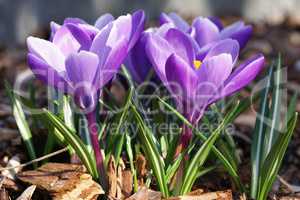 Krokus, Pflanzen des Frühlings