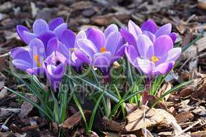 Krokus, Pflanzen des Frühlings