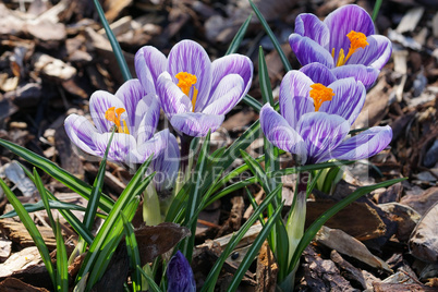 Krokus, Pflanzen des Frühlings