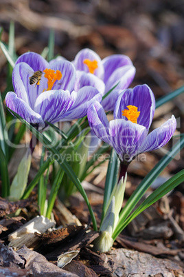 Krokus, Pflanzen des Frühlings