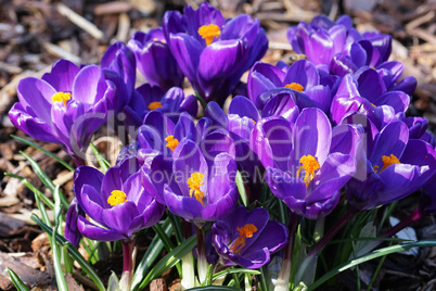 Krokus, Pflanzen des Frühlings