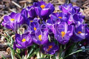 Krokus, Pflanzen des Frühlings