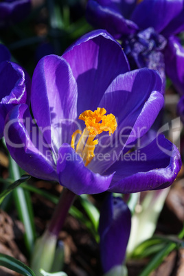 Krokus, Pflanzen des Frühlings