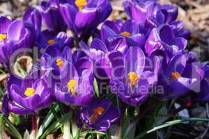 Krokus, Pflanzen des Frühlings