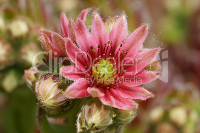 Hauswurz, Sempervivum