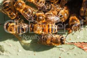 honey bees at the entrance to the hive
