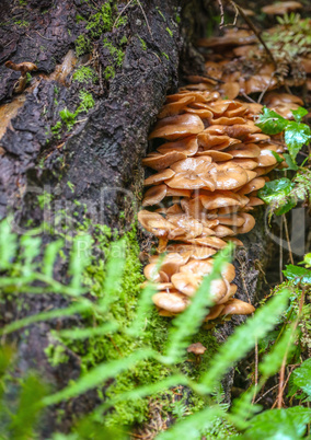 Family Honey fungus