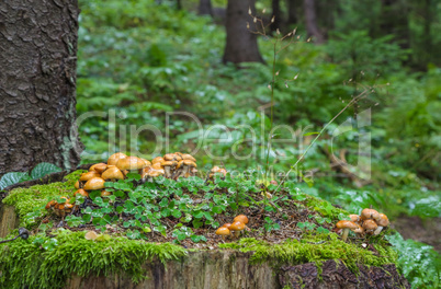 Family Honey fungus