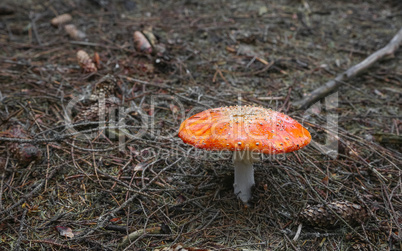 Amanita muscaria. Poisonous Mushroom in the forest