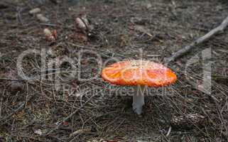Amanita muscaria. Poisonous Mushroom in the forest
