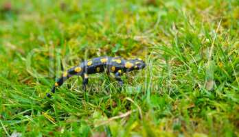 fire salamander in the grass