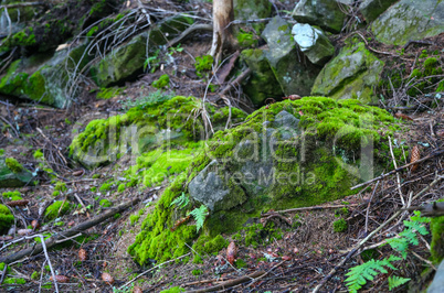 Stone mossy shot close-up in the forest