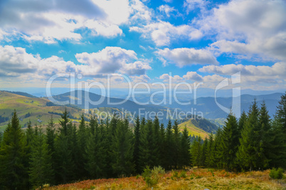 Green fir trees in the hills on a sunny day