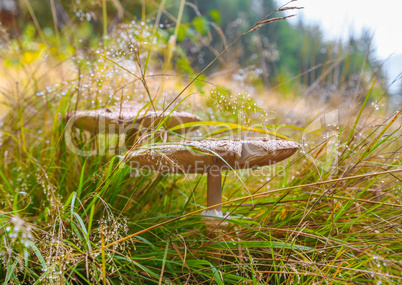 Mushroom an umbrella in the dry grass