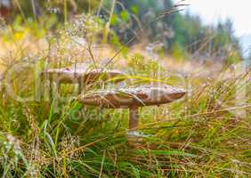 Mushroom an umbrella in the dry grass
