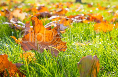 Dry maple leaf lying on green grass in the sun