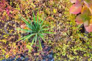 Green plant in the autumn garden