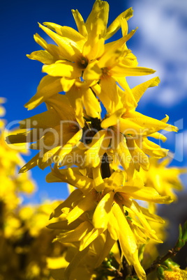 Forsythienblüten