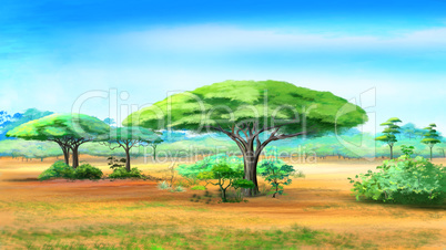 Acacia Trees in African bush