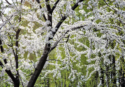 Abundant flowering plum tree.