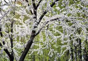 Abundant flowering plum tree.
