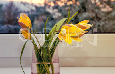 Bouquet of yellow tulips on the windowsill.