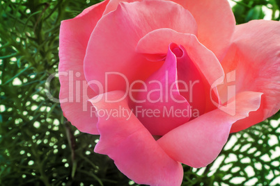 Beautiful blooming rose on a background of green leaves