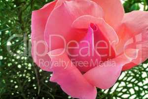 Beautiful blooming rose on a background of green leaves