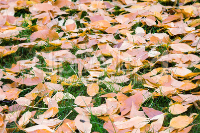 Fallen red leaves of aspen on a background of green moss on the