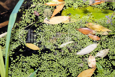 Fallen leaves and algae on the surface of the pond.