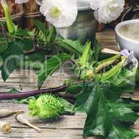 medicinal Datura grass