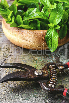 mint leaves and secateurs