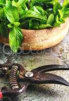 Fragrant mint leaves