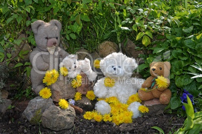 Teddy Bären mit Löwenzahn im Garten