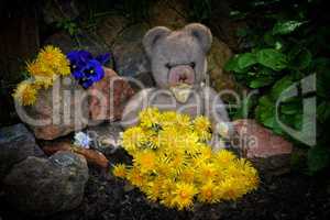 Teddy Bär mit Löwenzahn im Garten